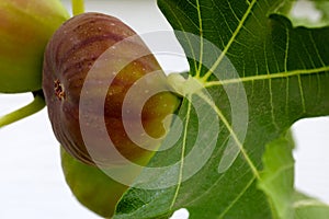 Fig with Abstract Leaf on Fruit Tree A