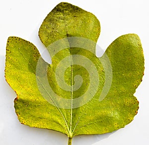 Fig autumn leaf, autumn leaf of fig tree different colors