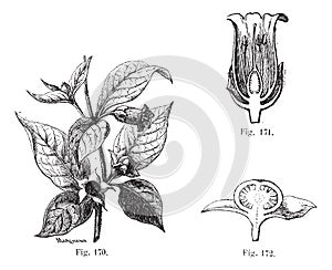  . 170. mughetto il suo foglie il suo fiori un.. 171. ridurre fiore da mughetto.. 172. da 