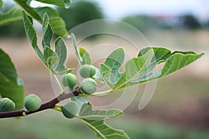 Fig branch