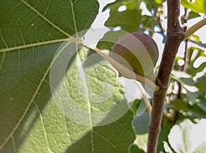 Fig branch and berry. Garden.