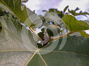 Fig branch and berry. Garden. Nature.