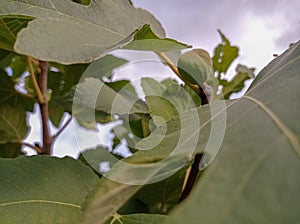 Fig branch and berry. Garden. Nature.