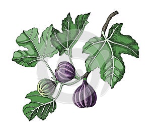 Fig branch with leaves and ripe fruits