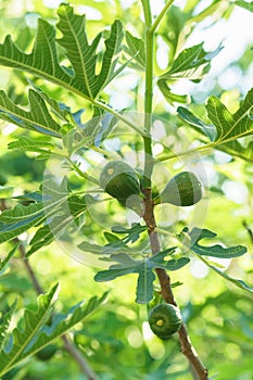 Fig branch with unripe berries against the sky