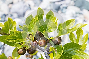 Fig branch with unripe fruits and leaves