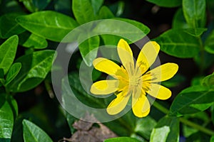 Fig Buttercup, Ficaria verna