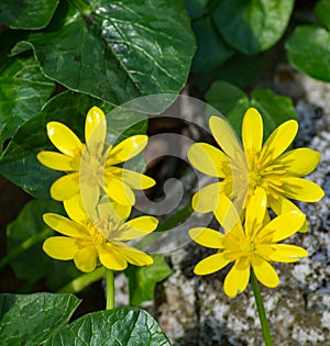 Fig Buttercup, Ficaria verna