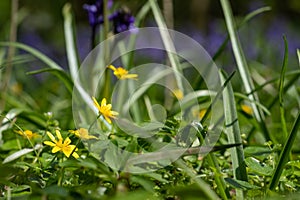 Fig buttercups amidst carpet of wild bluebell flowers in Bentley Priory Nature Reserve, Stanmore Middlesex UK.