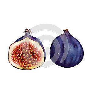 Fig close-up in a cut, Procreate sketch, Raster illustration, Isolated on white