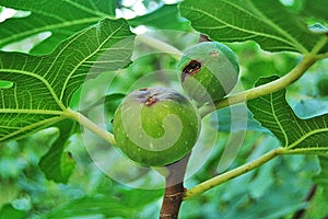 Fig disease