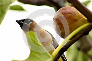 Fig Eating Bandit Waxwing Bird 02