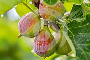 Fig, or fig tree, or common fig tree Ficus carica is a subtropical deciduous plant of the genus Ficus of the Mulberry family. Figs