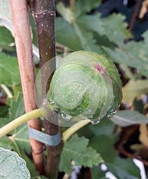 Fig on fig tree hanging with raindrops