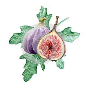 Fig fresh fruit on green leaf watercolor illustration. Ripe tasty organic sliced and whole fig element group. Tropical