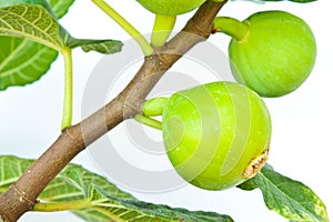 Fig fruit