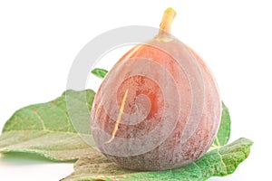 Fig fruit