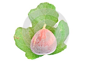 Fig fruit