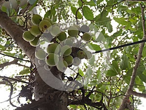 Fig fruit (Anjir) growing on the tree in India