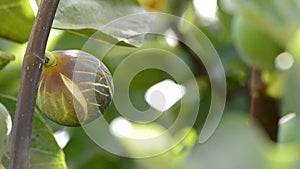 Fig fruit in a branch of a fig tree