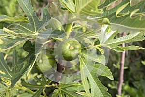 Fig fruit closeup