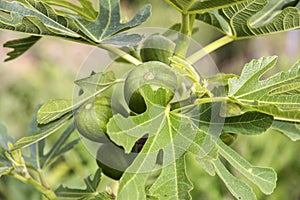 Fig fruit closeup