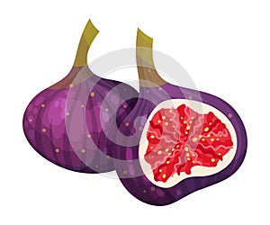 Fig Fruit Cross Section Showing Bright Flesh with Small Seeds Inside Vector Illustration