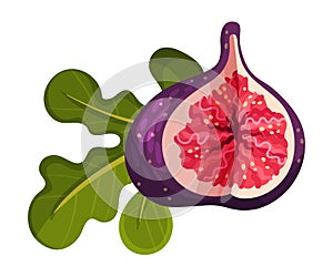 Fig Fruit Cross Section Showing Bright Flesh with Small Seeds Inside Vector Illustration
