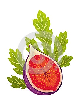 Fig Fruit Cut with Thin Skin and Many Small Seeds Inside Vector
