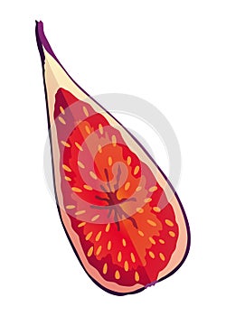 Fig Fruit Cut with Thin Skin and Many Small Seeds Inside Vector