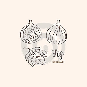 Fig fruit drawing. Sketch of figs on a white background. Vector illustration photo