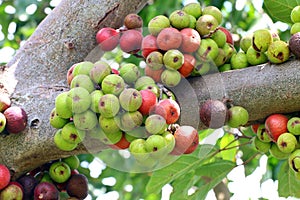 Fig fruit, Ficus Racemosa, Fig on tree nature, Fig Forest fruit, Fig red and green thai fruits
