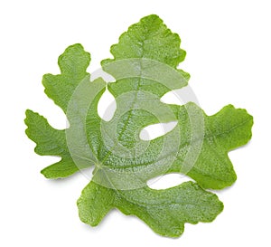 Fig fruit green leaf isolated on white background. clipping path