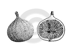 Fig fruit illustration old lithography style hand drawn