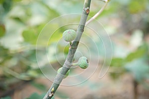 Fig fruit plant tree growing in farm