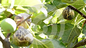 Fig fruit ripe hanging at branch of a fig tree