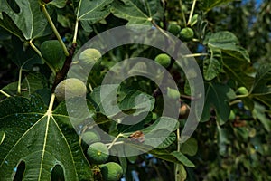 Fig fruit and tree