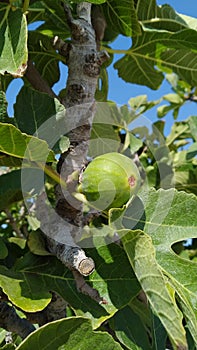 A fig fruit in a tree