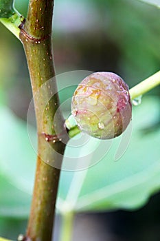 Fig fruit