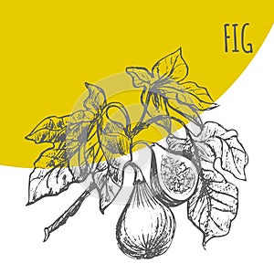 Fig fruit vector botanical illustration sketch plant