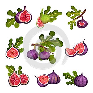 Fig Fruit Whole and Cut with Thin Skin and Many Small Seeds Inside Vector Set