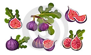 Fig Fruit Whole and Cut with Thin Skin and Many Small Seeds Inside Vector Set