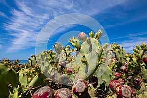 Fig fruits in green cactus opuntia ficus-indica and blue sky photo