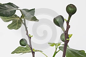 Fig fruits growing on Ficus carica tree branch with white background