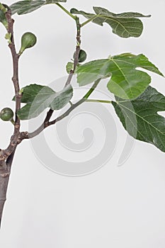Fig fruits growing on Ficus carica tree branch with white background