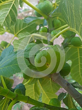 Fig fruits on her tree