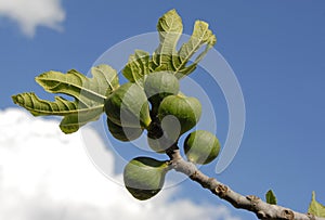 Fig fruits and leaf