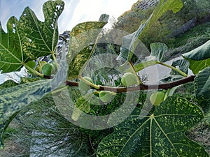 Fig fruits season - month of August