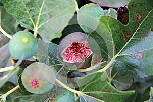 Fig fruits on a tree