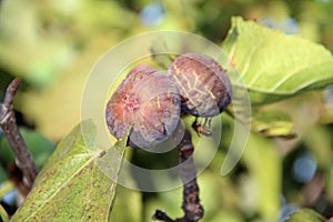 Fig fruits on a tree